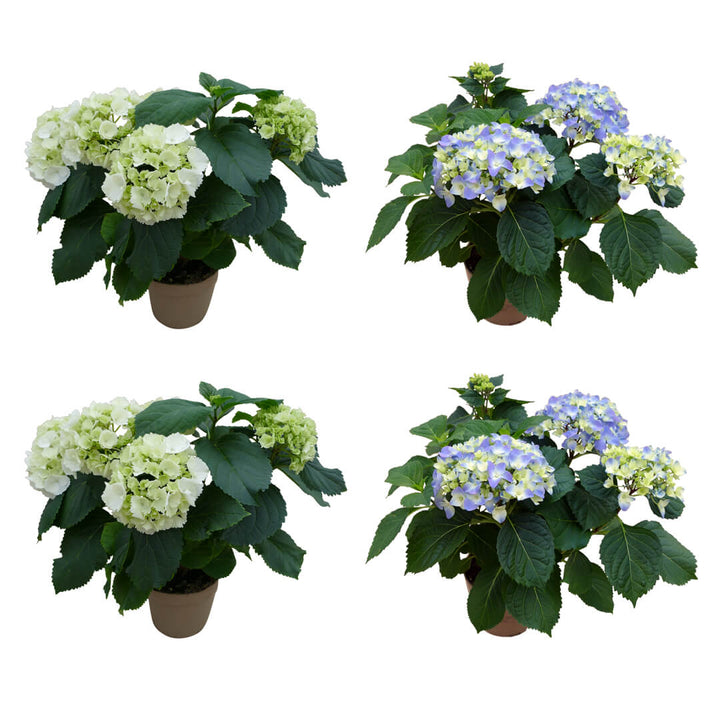 Strahlendes Hortensien 4er Paket
