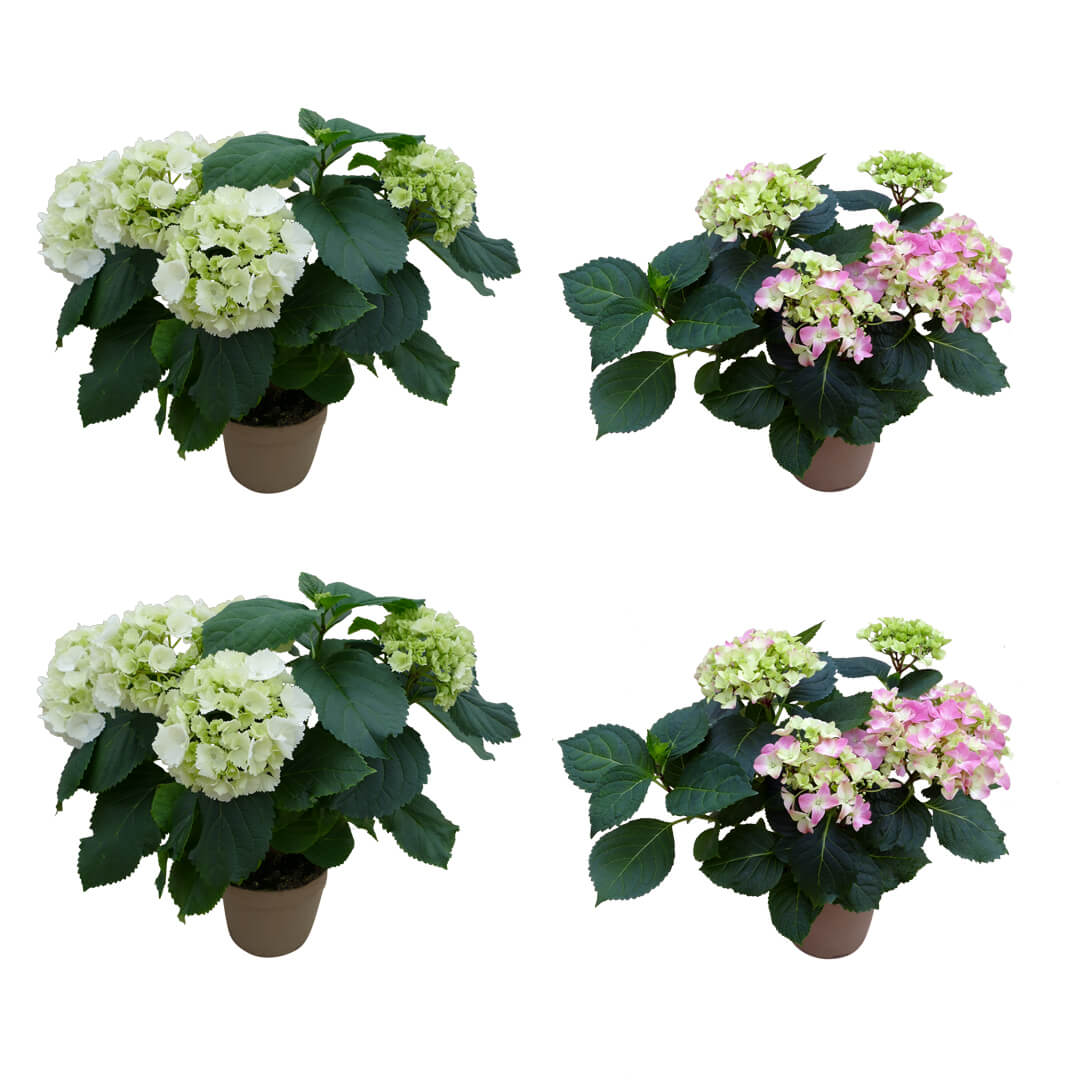 Strahlendes Hortensien 4er Paket