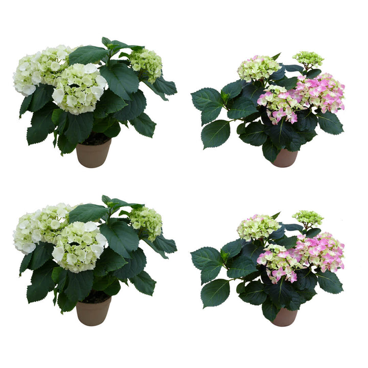 Strahlendes Hortensien 4er Paket