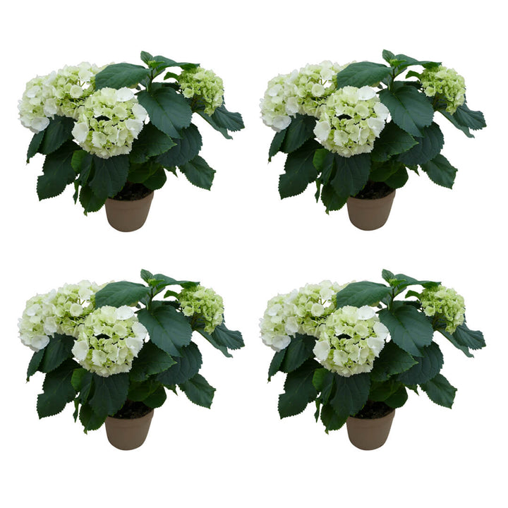 Strahlendes Hortensien 4er Paket