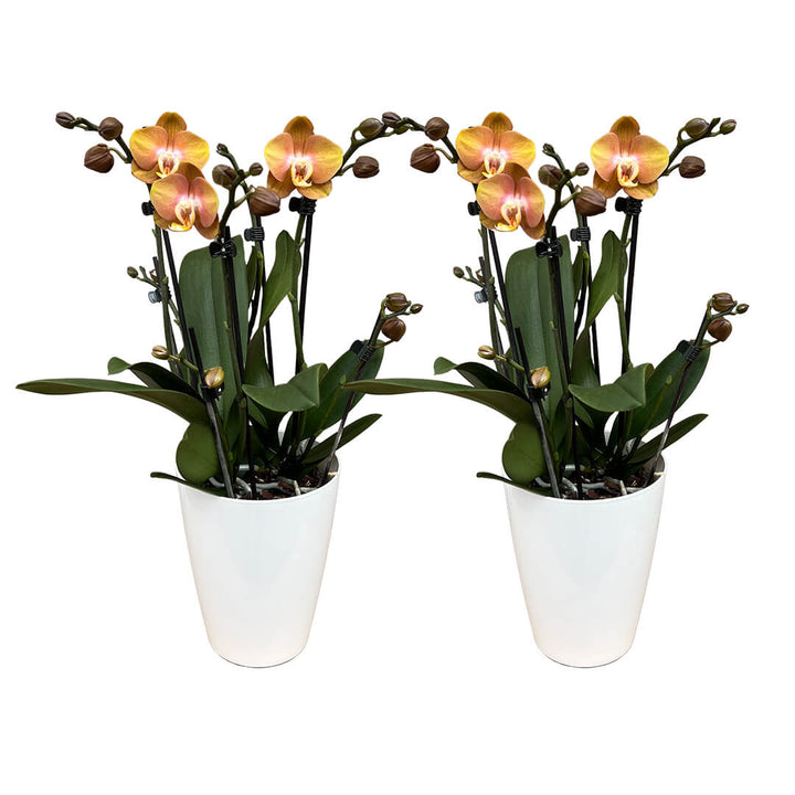 Las Vegas | Kupfernes Orchideen 2er Paket + Übertöpfe