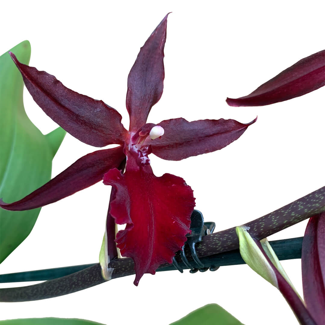 Massai Orchideen 2er Paket