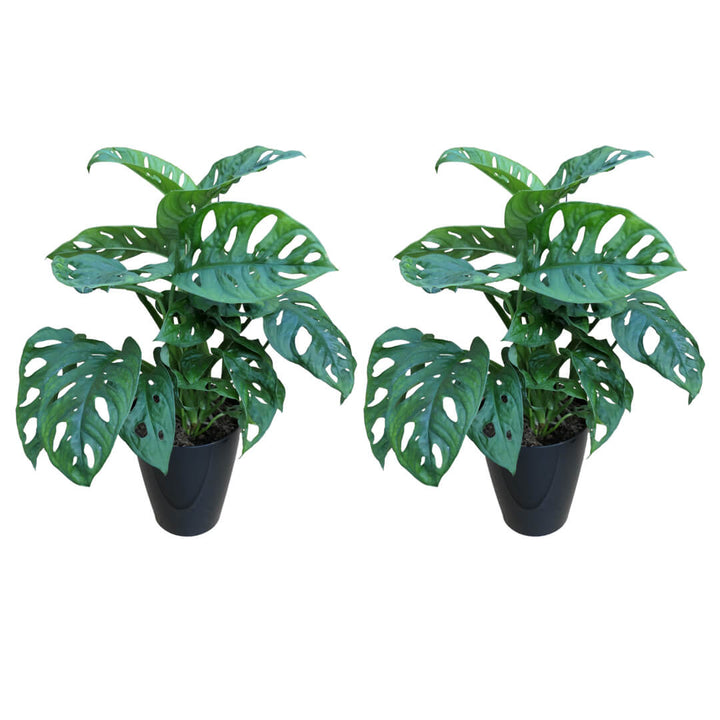 Monstera 2er Paket + Übertöpfe
