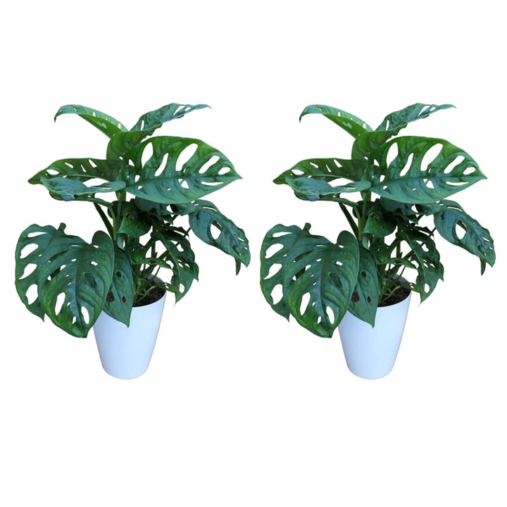 Monstera 2er Paket + Übertöpfe