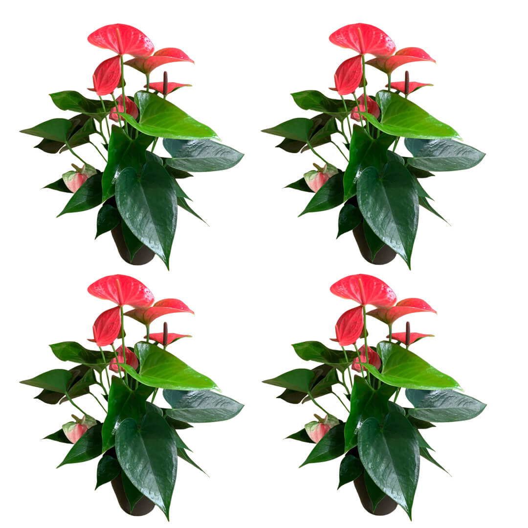 Einfarbiges 4er Anthurien | Flamingoblumen Paket