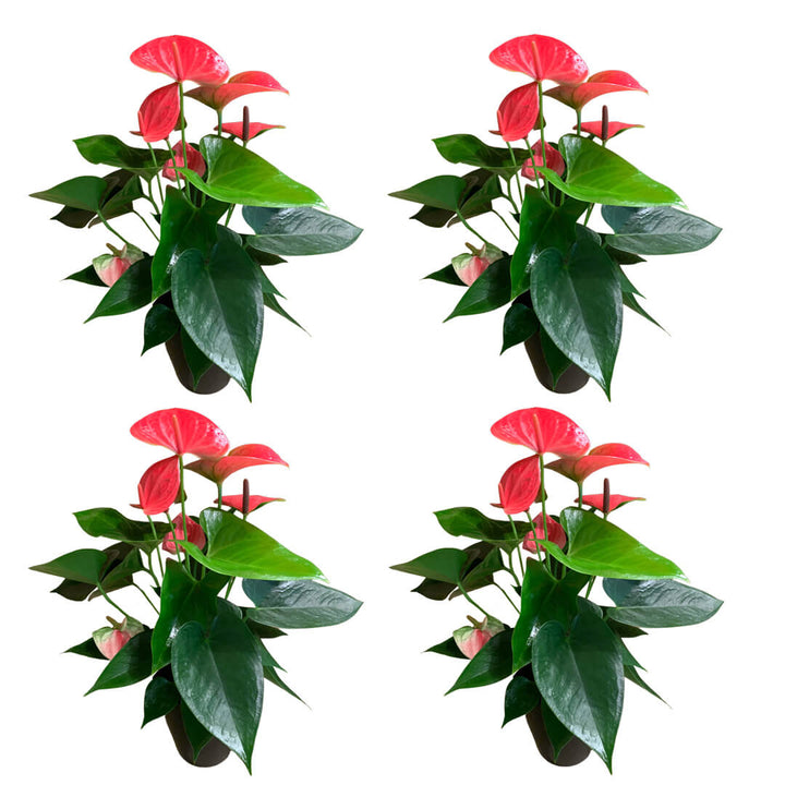 Einfarbiges 4er Anthurien | Flamingoblumen Paket