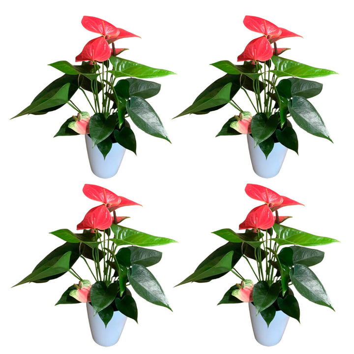 Einfarbiges 4er Anthurien | Flamingoblumen Paket