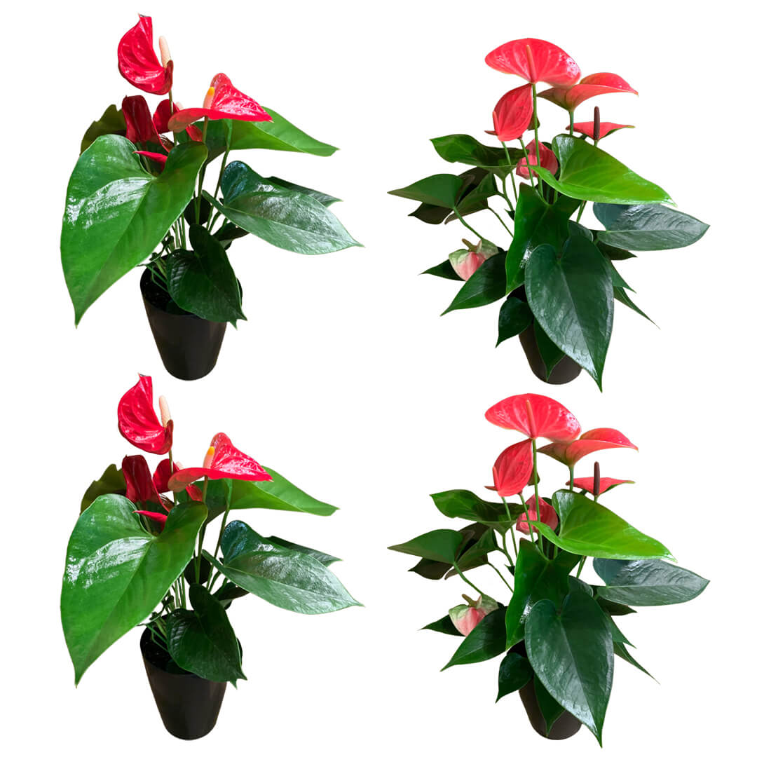 Einfarbiges 4er Anthurien | Flamingoblumen Paket