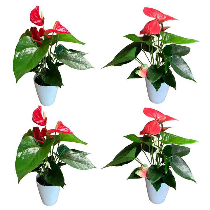 Einfarbiges 4er Anthurien | Flamingoblumen Paket