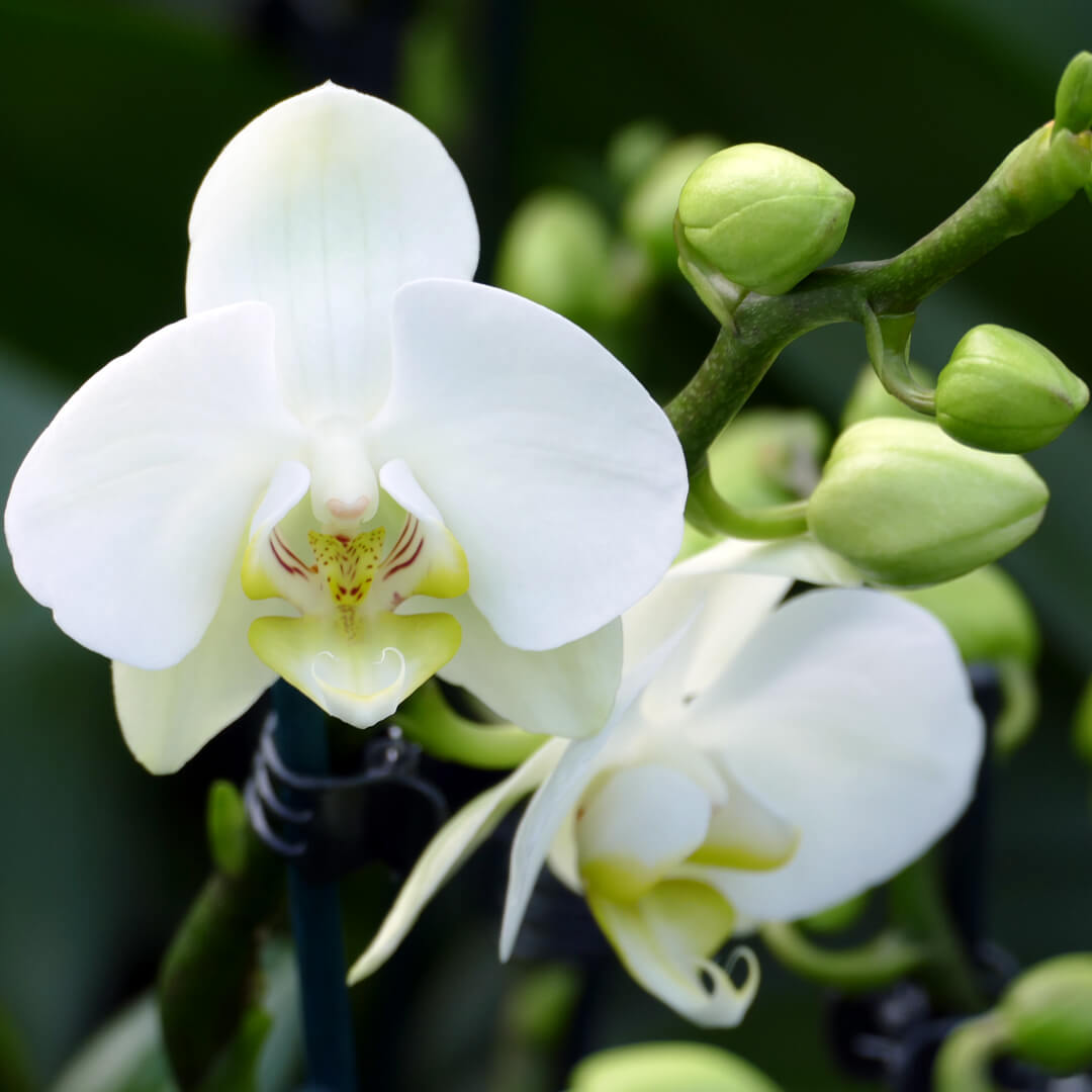 4 - 5 rispiges Orchideen 2er Paket + Übertöpfe