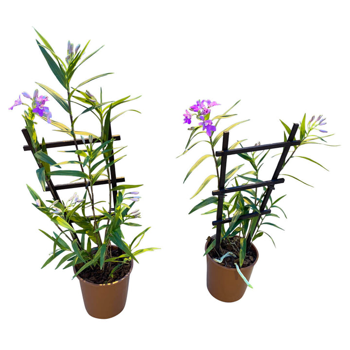 Panama Orchideen 2er Paket