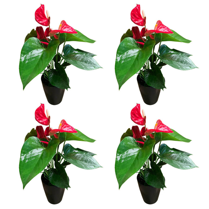 Einfarbiges 4er Anthurien | Flamingoblumen Paket