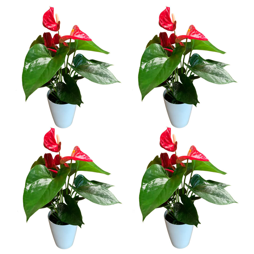 Einfarbiges 4er Anthurien | Flamingoblumen Paket