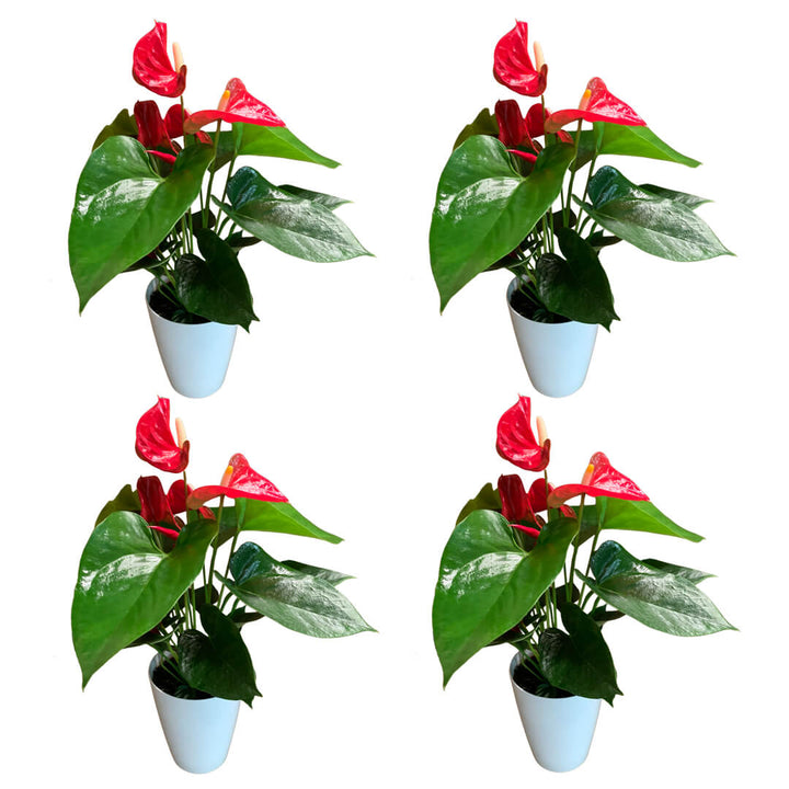 Einfarbiges 4er Anthurien | Flamingoblumen Paket