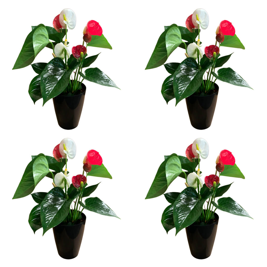 Zweifarbiges 4er Anthurien | Flamingoblumen Paket