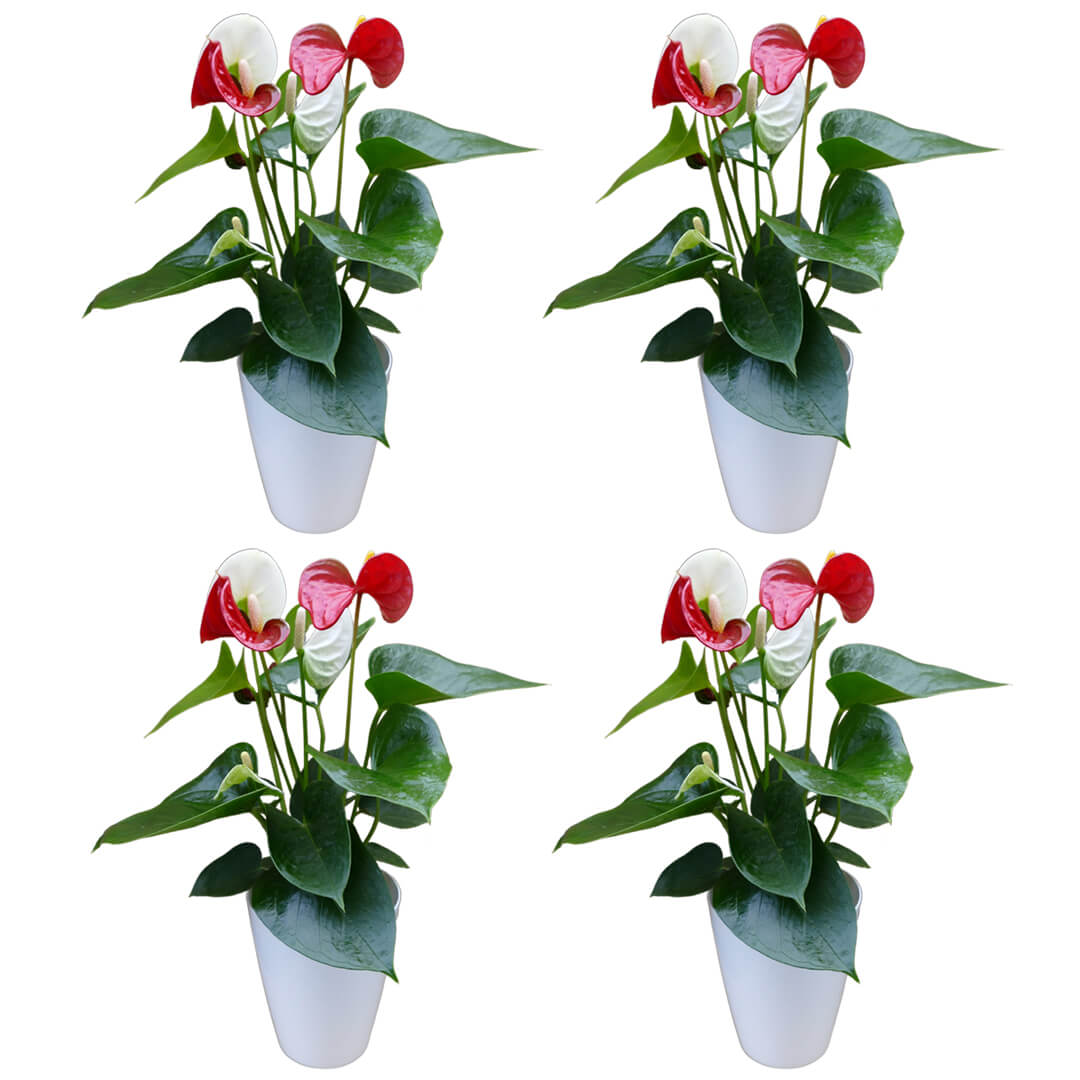 Zweifarbiges 4er Anthurien | Flamingoblumen Paket