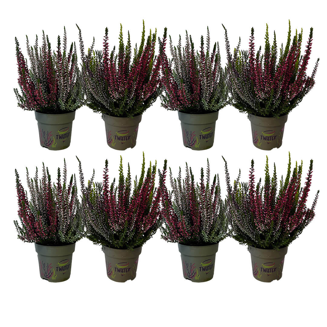 Garden Girls® | Twister® Heide 8er Paket