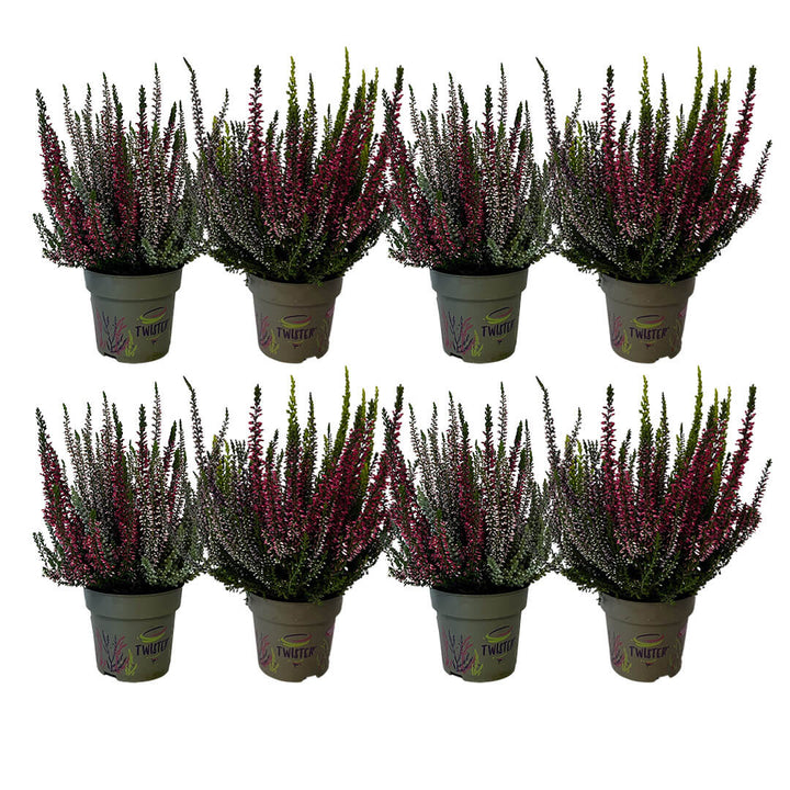 Garden Girls® | Twister® Heide 8er Paket