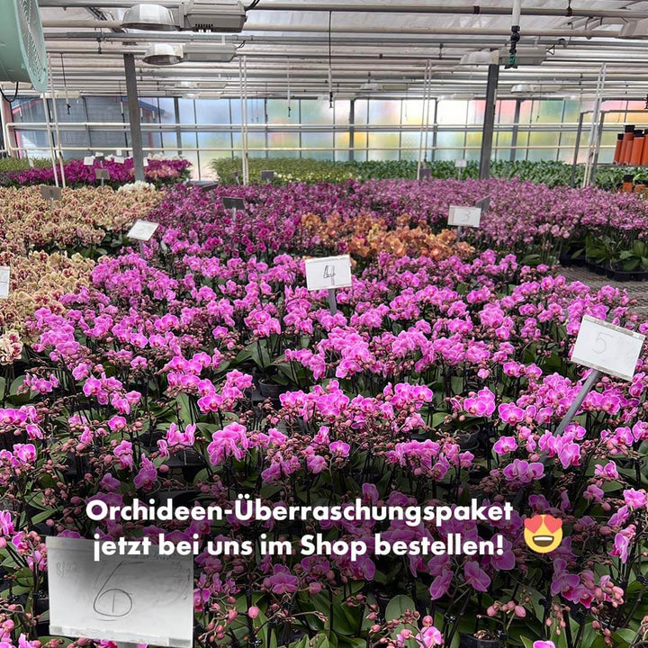 2er Orchideen Überraschung + Übertöpfe