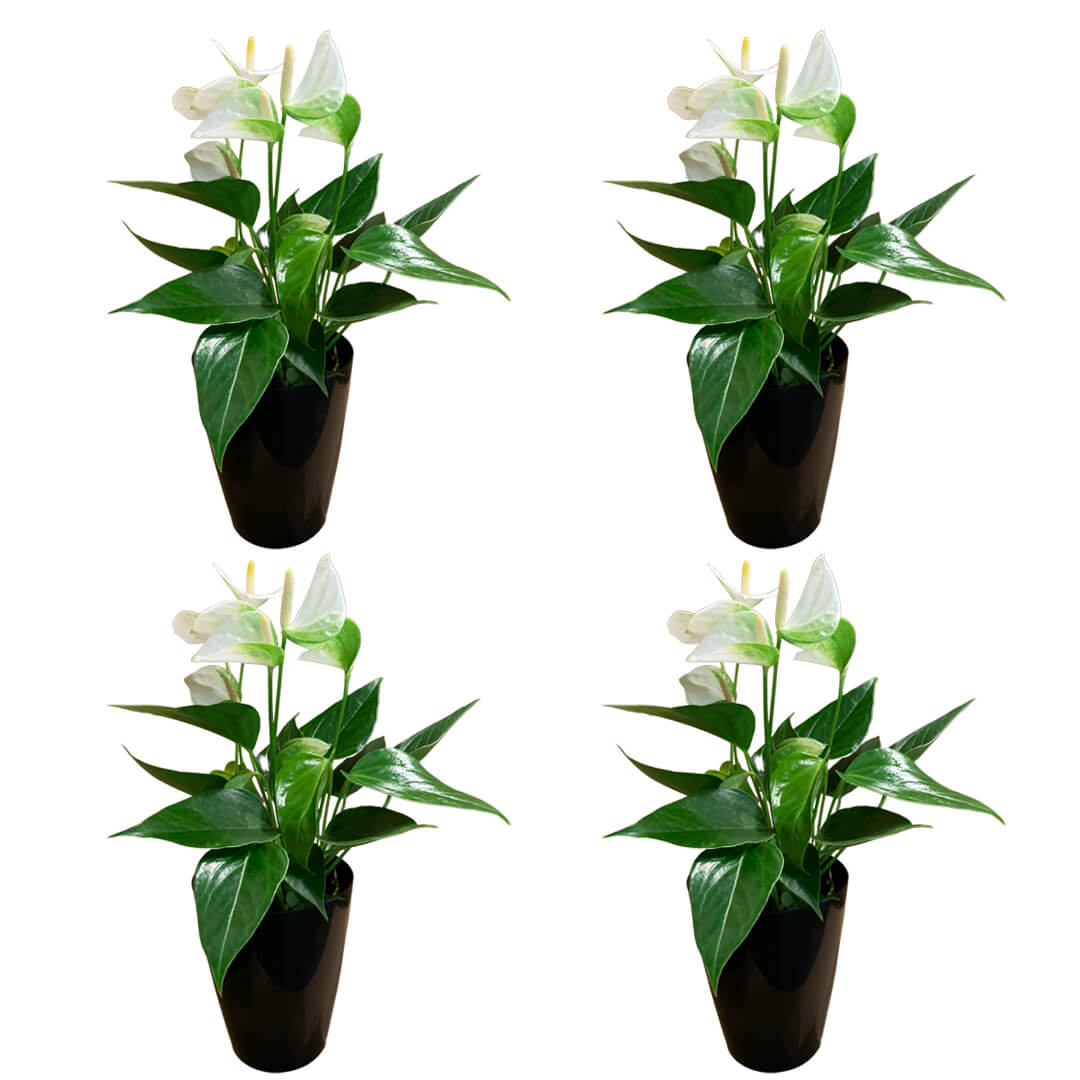 Einfarbiges 4er Anthurien | Flamingoblumen Paket