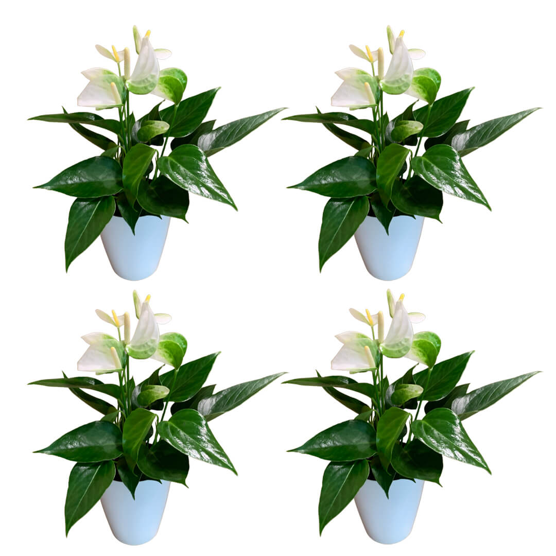 Einfarbiges 4er Anthurien | Flamingoblumen Paket