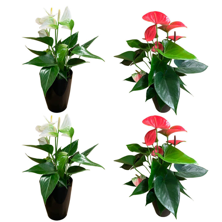Einfarbiges 4er Anthurien | Flamingoblumen Paket