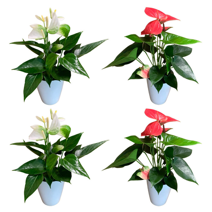 Einfarbiges 4er Anthurien | Flamingoblumen Paket