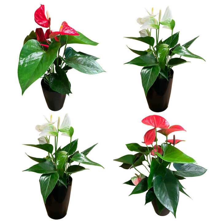 Einfarbiges 4er Anthurien | Flamingoblumen Paket