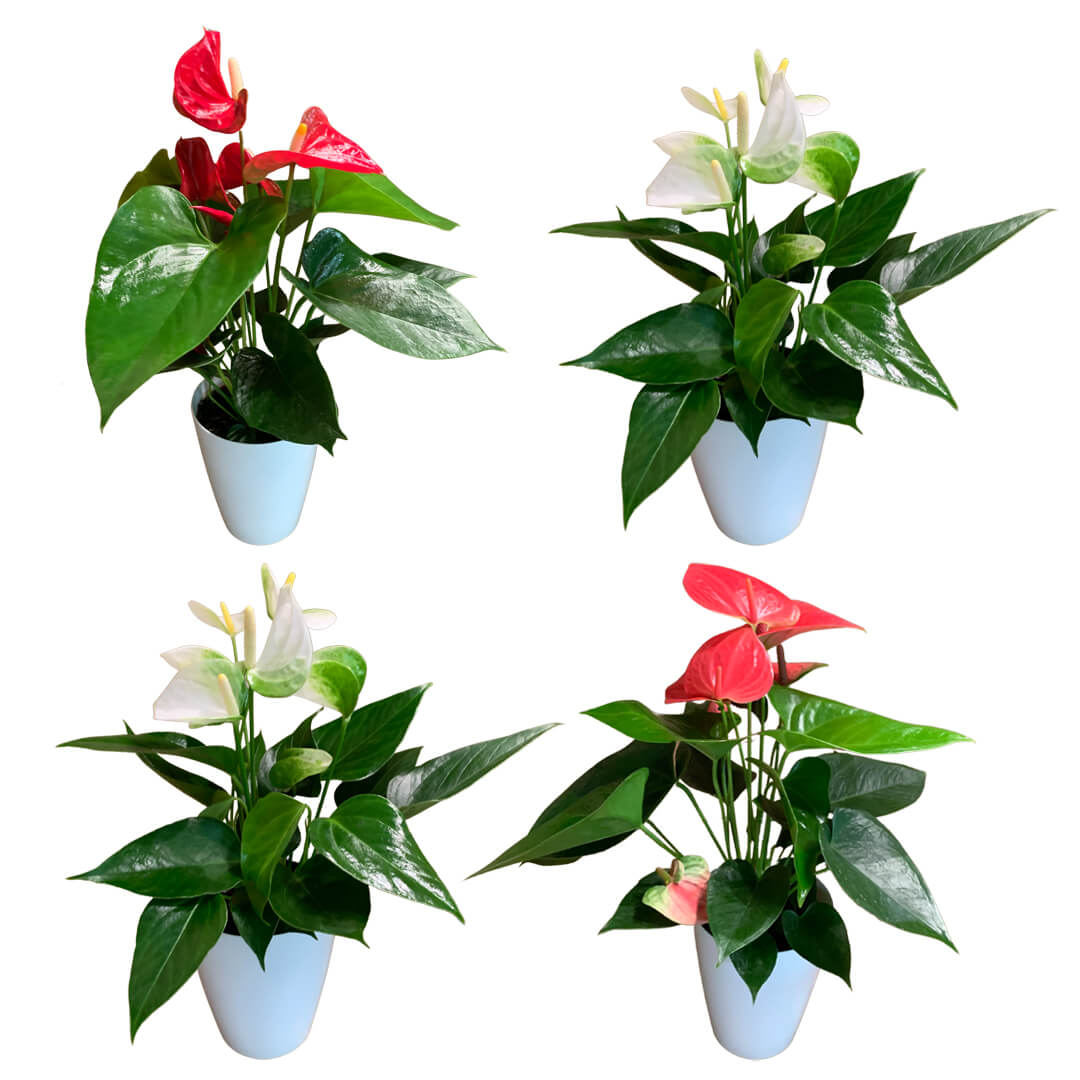 Einfarbiges 4er Anthurien | Flamingoblumen Paket