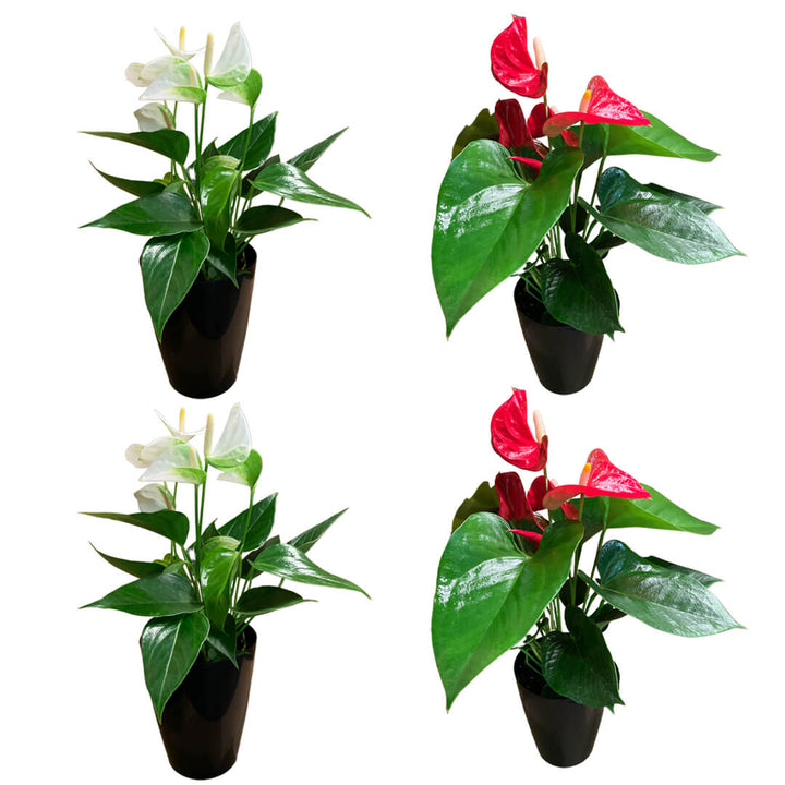 Einfarbiges 4er Anthurien | Flamingoblumen Paket