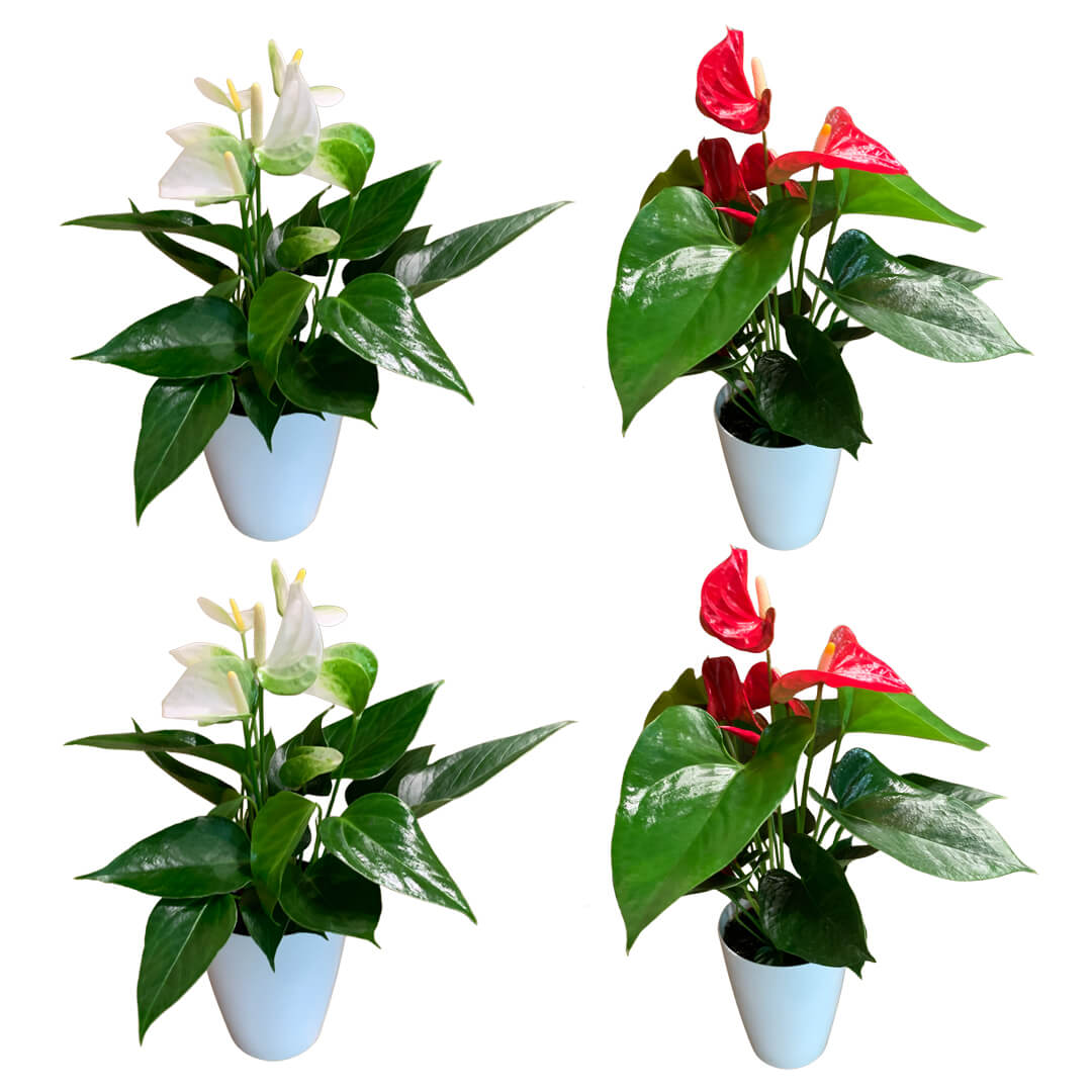 Einfarbiges 4er Anthurien | Flamingoblumen Paket