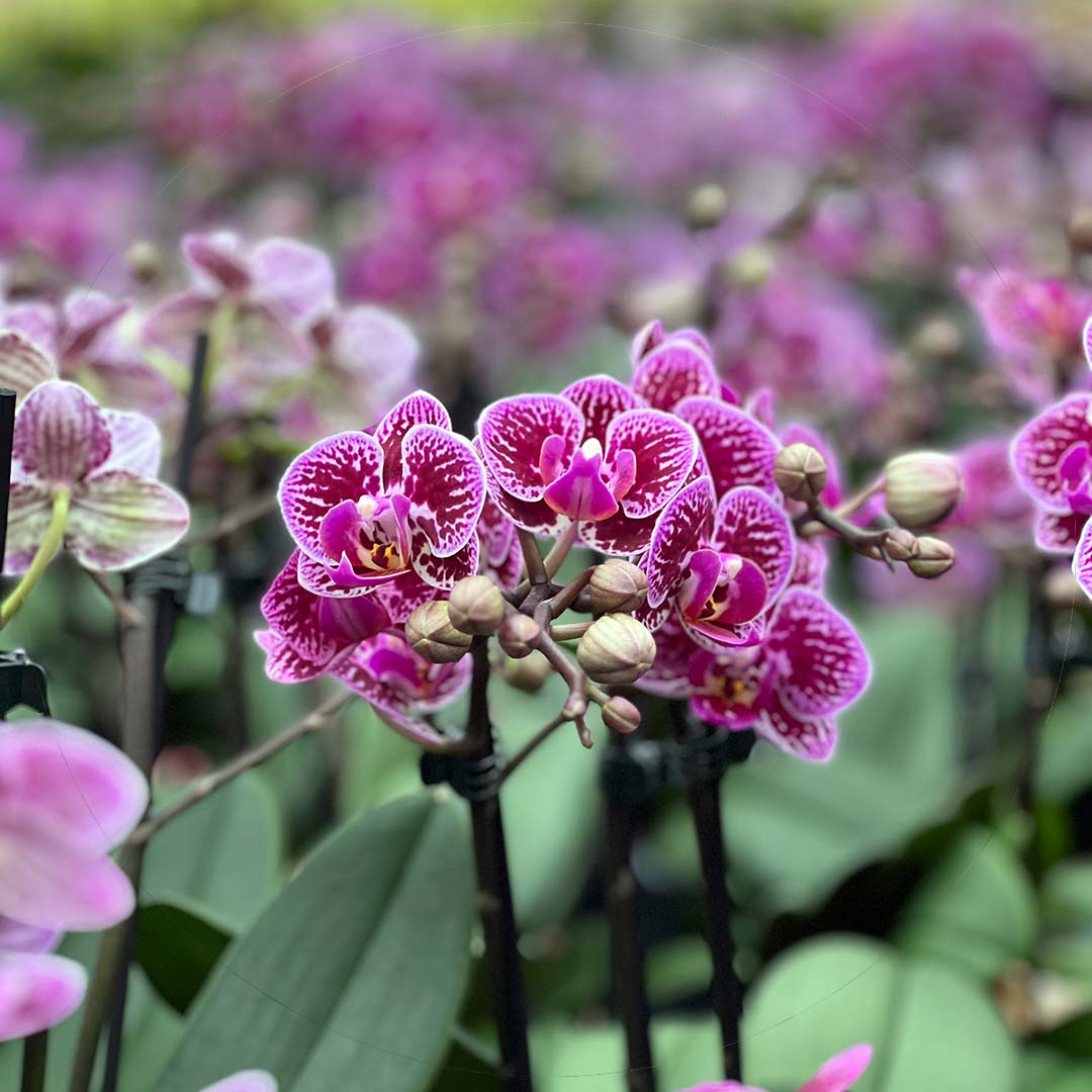 Orchideen & Luftwurzeln: Was du damit machen solltest (und was nicht) ✓