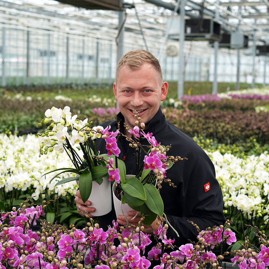 Orchideen gelbe Blätter: Ursachen und Pflege-Tipps ✓