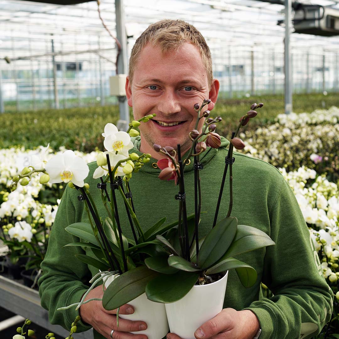 Orchideen Krankheiten: Erkennen, Vorbeugen und Behandeln ✓