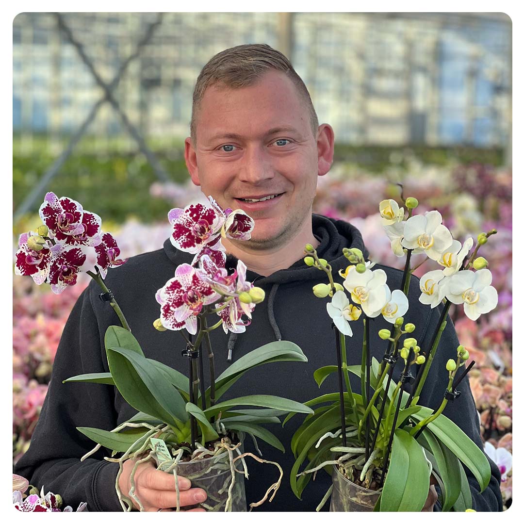 Orchideen richtig umtopfen – Schritt-für-Schritt Anleitung ✓
