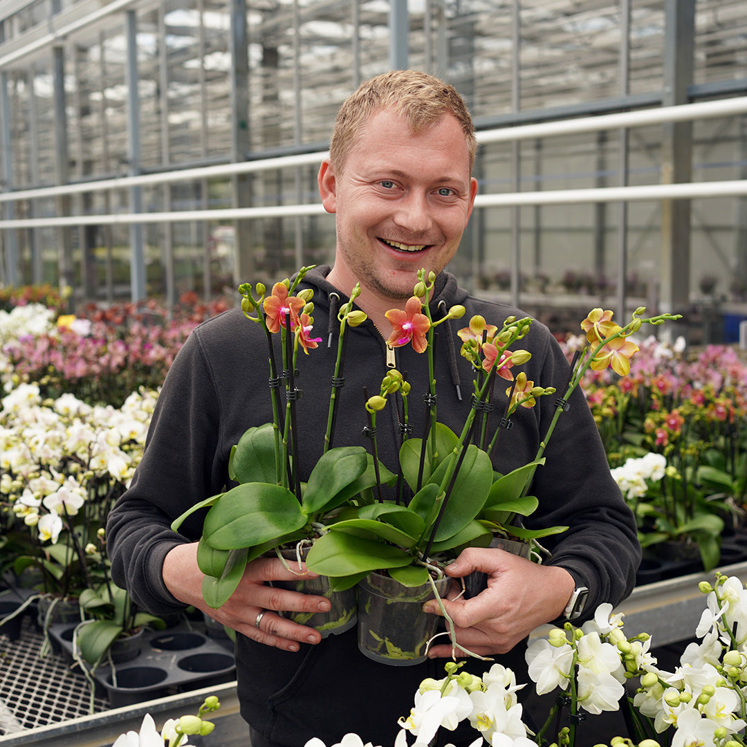 Orchideen richtig düngen – Tipps für gesunde Pflanzen und üppige Blüten ✓