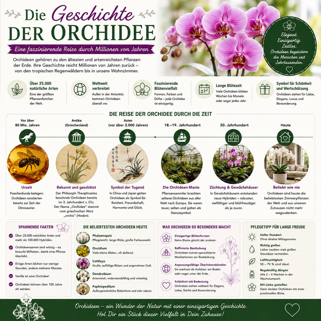 Die Geschichte der Orchidee – Von der Urzeit bis zur beliebtesten Zimmerpflanze der Welt ✓
