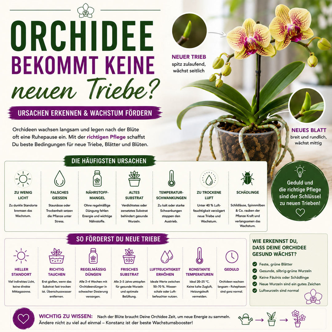 Orchidee bekommt keine neuen Triebe – Ursachen erkennen und neues Wachstum fördern ✓
