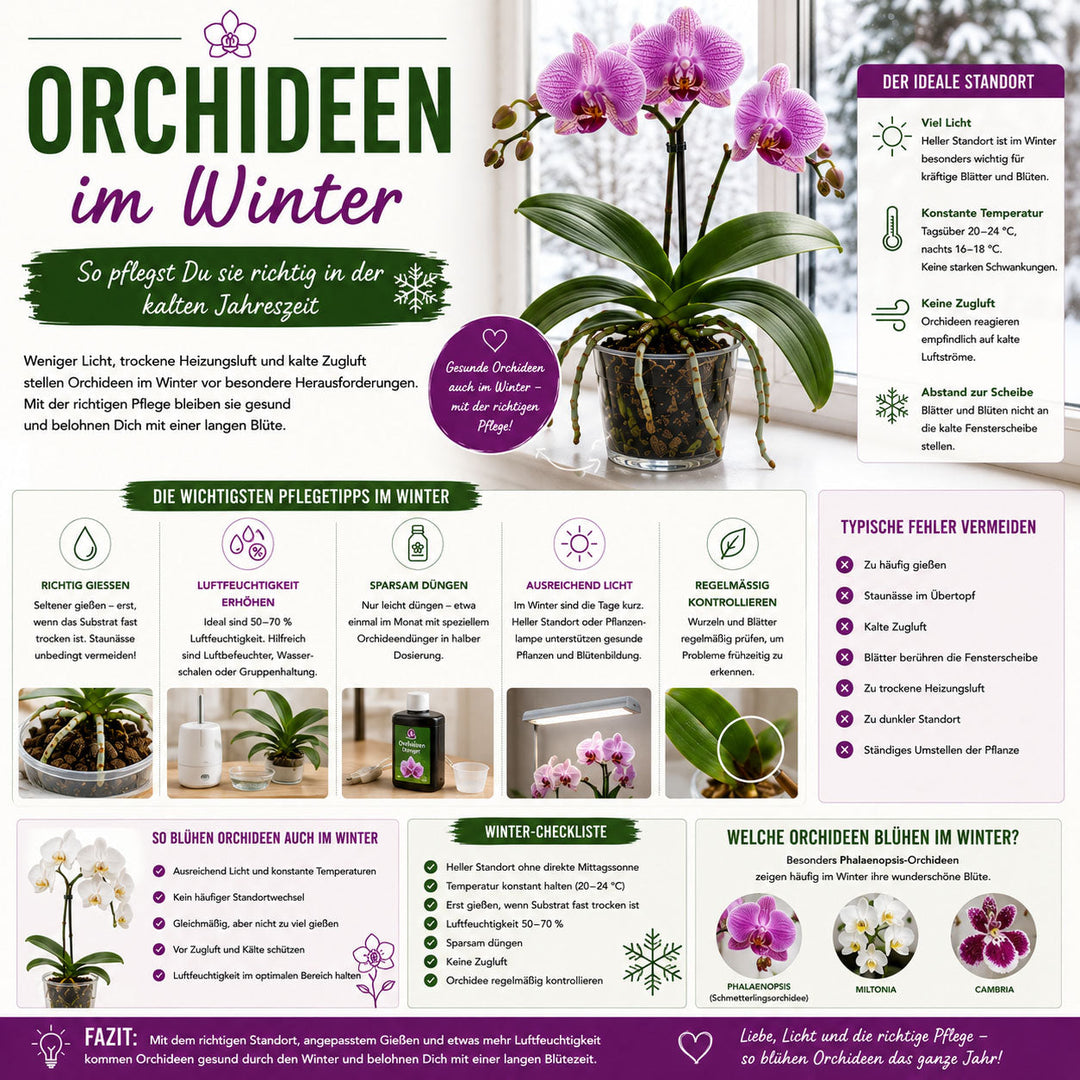 Orchideen im Winter – Die richtige Pflege für gesunde Pflanzen und lange Blüten ✓
