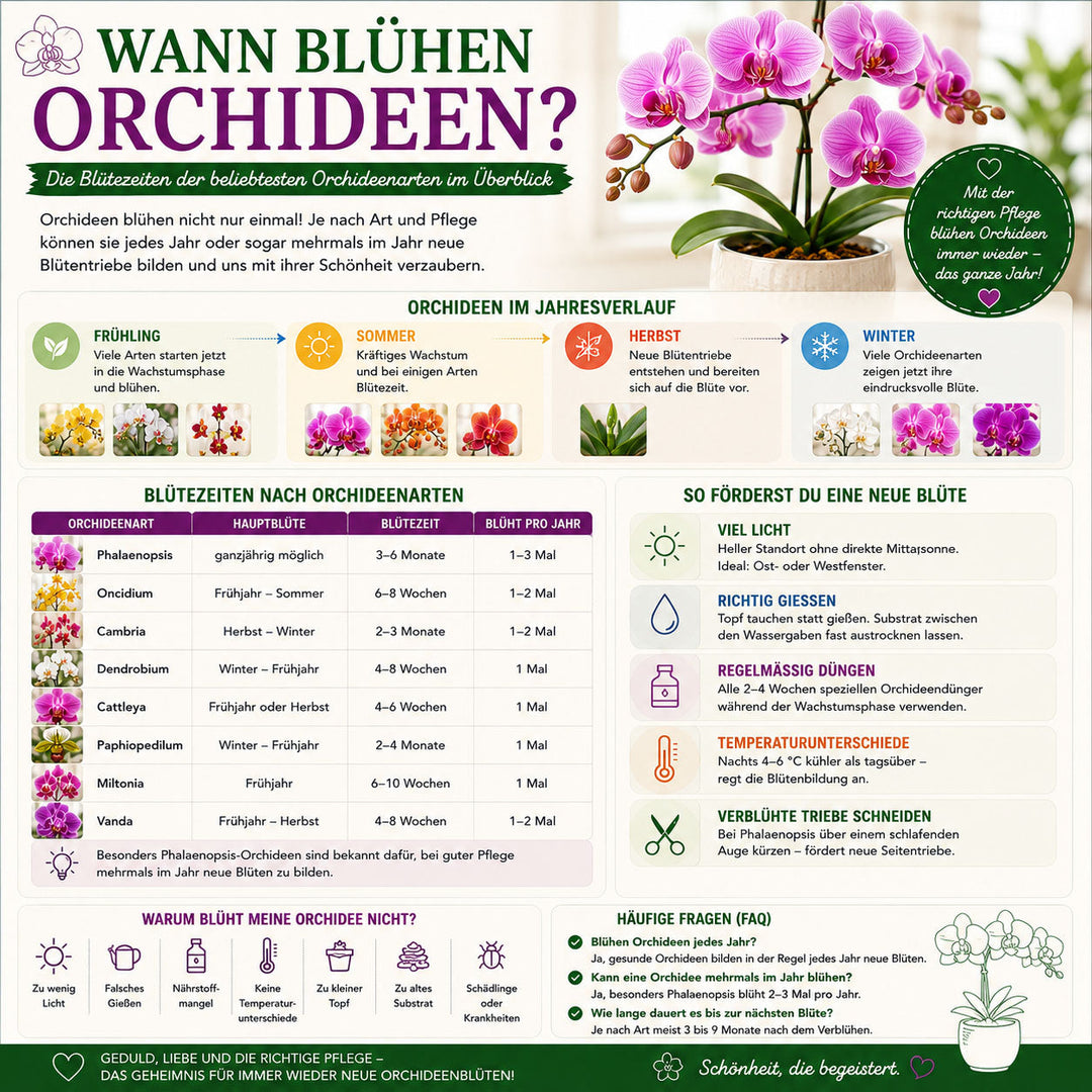 Wann blühen Orchideen? Die Blütezeiten der beliebtesten Orchideenarten im Überblick ✓