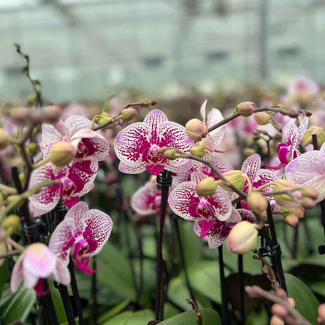 Orchideen im Büro: Welche Arten eignen sich besonders gut? ✓
