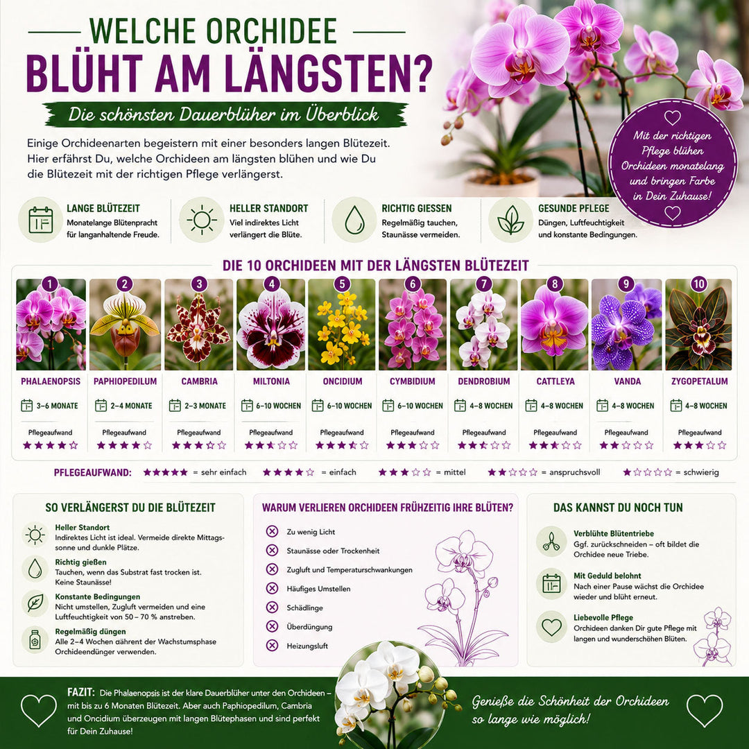 Welche Orchidee blüht am längsten? Die schönsten Dauerblüher im Überblick ✓