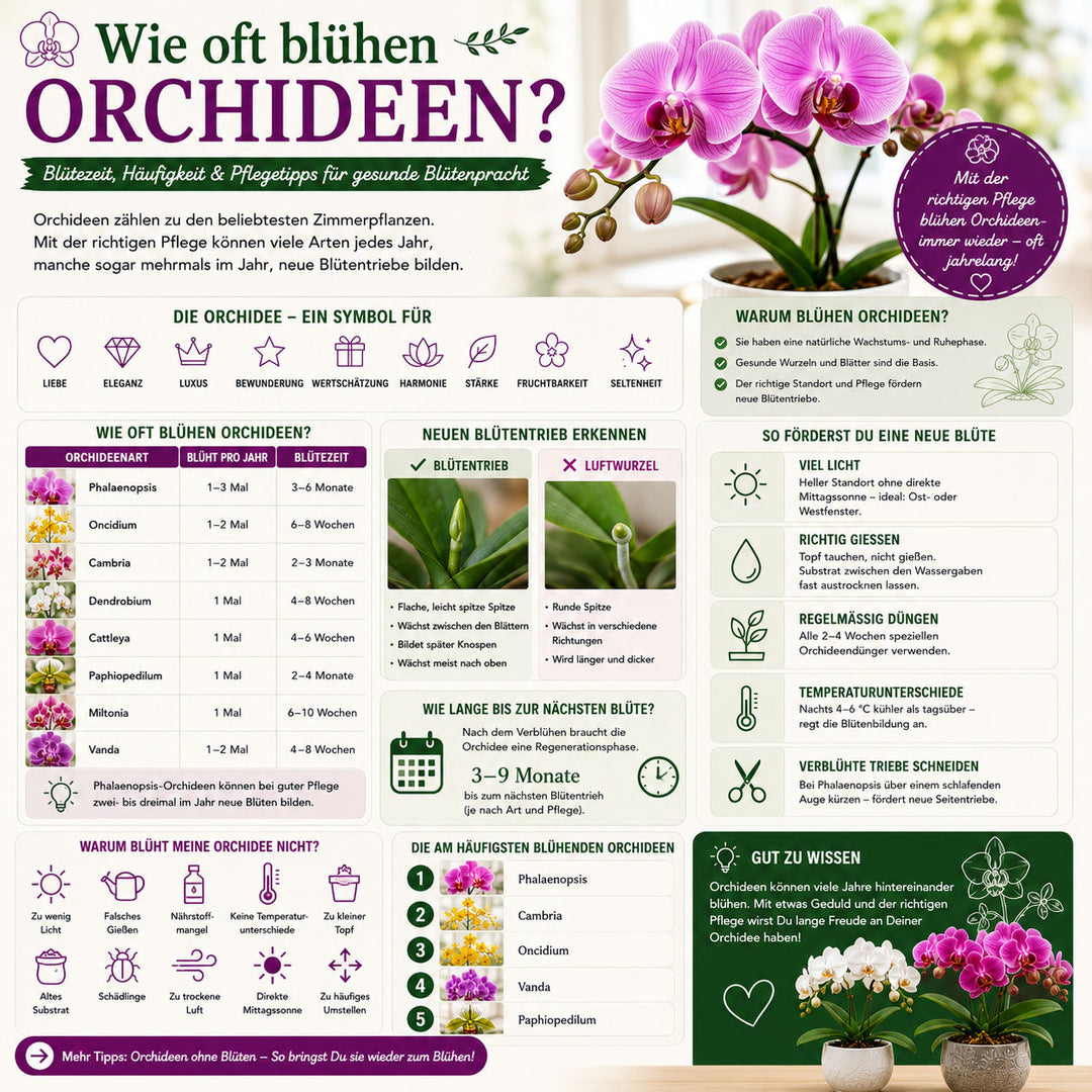 Wie oft blühen Orchideen? Alles über Blütezeit, neue Blütentriebe und die richtige Pflege ✓