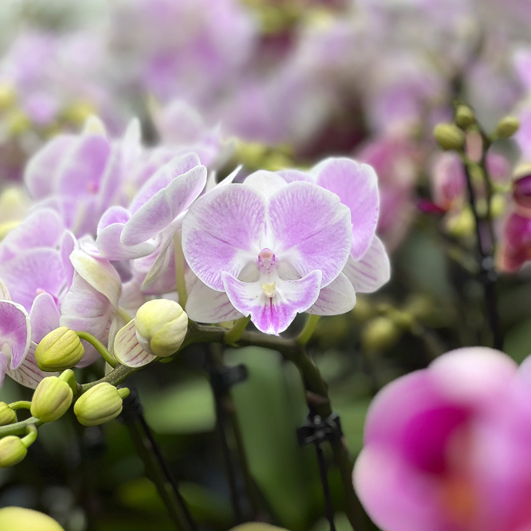 Wie Orchideen wachsen: Ein Blick auf Wurzeln, Blätter & Triebe ✓