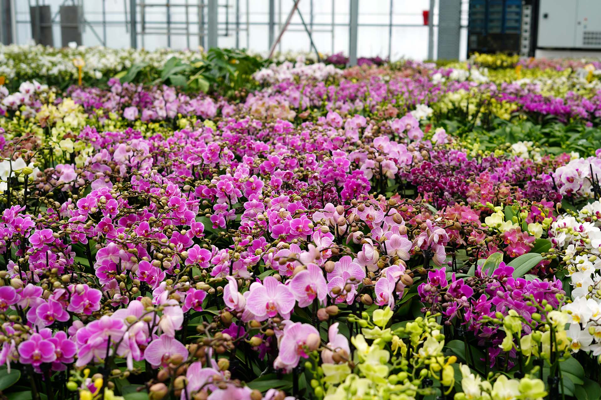 Orchideen kaufen Blütenmeer direkt aus unserem Gewächshaus Blumen