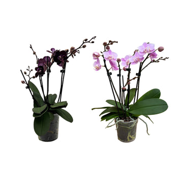 OrchideenAngebote der Woche + BlumenPakete