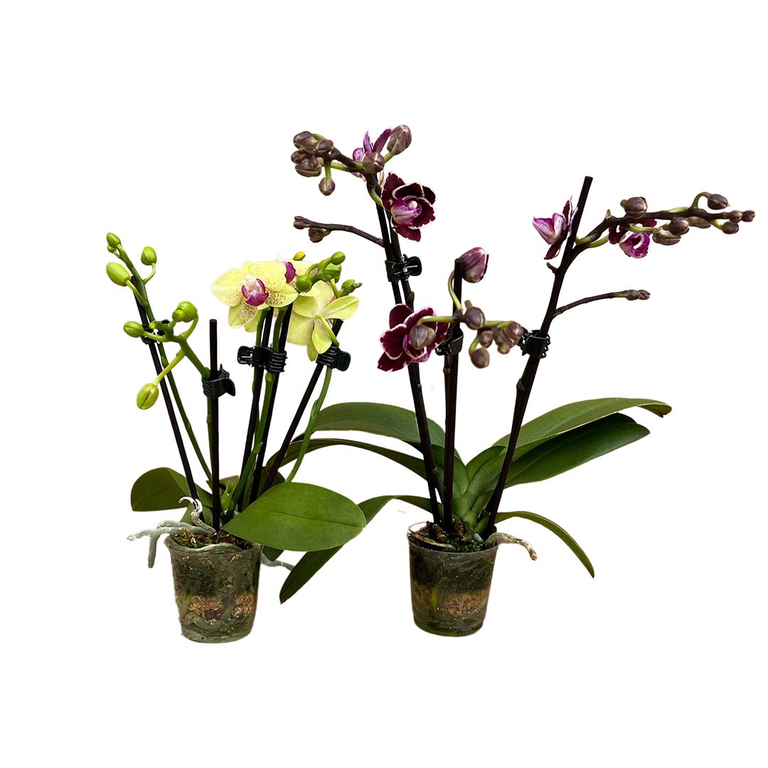 Bunte mini Orchideen im Angebote der Woche