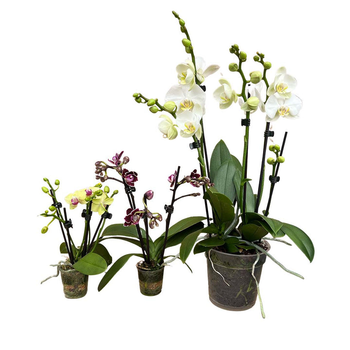 Bunte mini Orchideen im Angebote der Woche