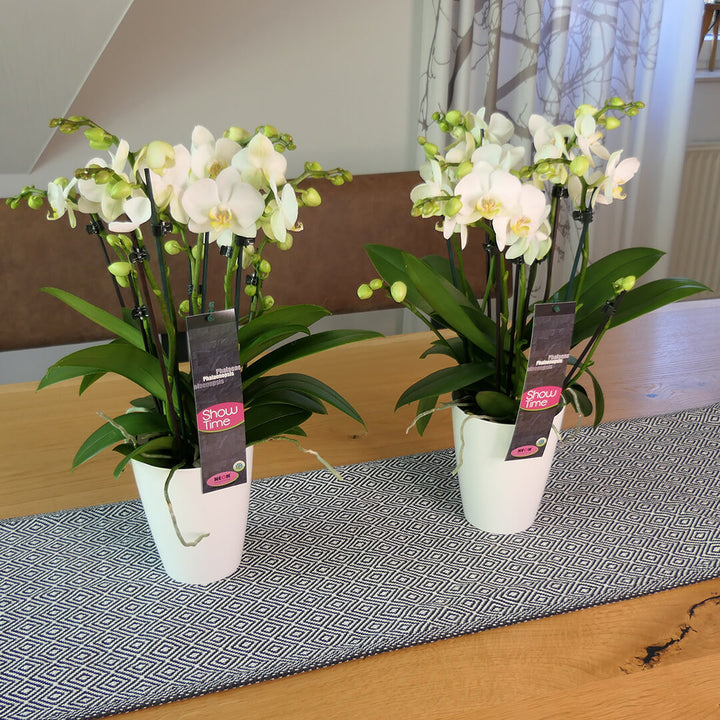 8+ rispige Orchidee | Optional mit Übertopf