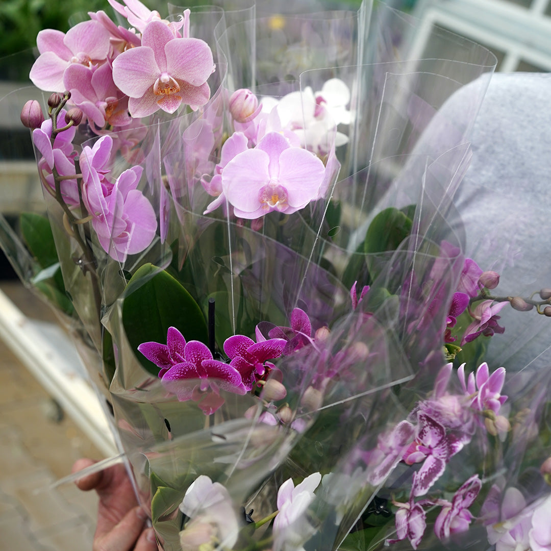 1 - 2 rispiges, buntes 6er oder 12er Orchideen Paket | 9cm Topf